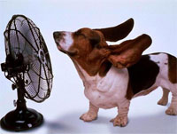 Animals with flat faces, like Pugs and Persian cats, are more susceptible to heat stroke since they cannot pant as effectively. These pets, along with the elderly, the overweight, and those with heart or lung diseases, should be kept cool in air-conditioned rooms as much as possible.